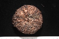 魯氏硬海膽藏品圖，第3張
