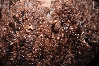 魯氏硬海膽藏品圖，第5張
