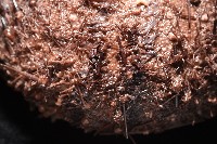 魯氏硬海膽藏品圖，第6張
