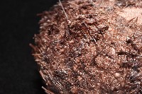 魯氏硬海膽藏品圖，第7張