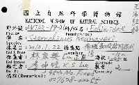 魯氏硬海膽藏品圖，第12張