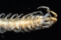 梅峰石蜈蚣藏品圖，第2張