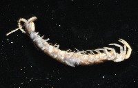 梅峰石蜈蚣藏品圖，第3張
