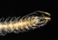 梅峰石蜈蚣藏品圖，第4張