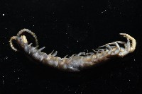 梅峰石蜈蚣藏品圖，第5張