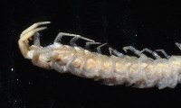 梅峰石蜈蚣藏品圖，第6張