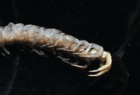 梅峰石蜈蚣藏品圖，第7張