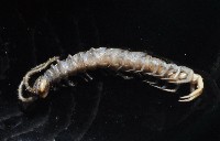 梅峰石蜈蚣藏品圖，第8張