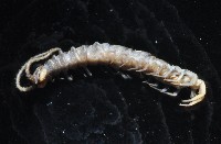 梅峰石蜈蚣藏品圖，第10張