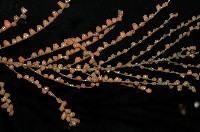 未知種鞘群海葵藏品圖，第1張