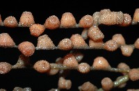 未知種鞘群海葵藏品圖，第3張