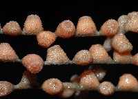 未知種鞘群海葵藏品圖，第4張