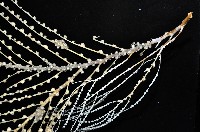 未知種鞘群海葵藏品圖，第5張