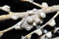 未知種鞘群海葵藏品圖，第7張