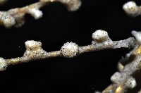 未知種鞘群海葵藏品圖，第8張