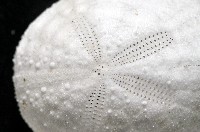 心形海壺藏品圖，第3張