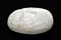 心形海壺藏品圖，第4張