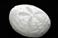 心形海壺藏品圖，第5張