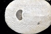 心形海壺藏品圖，第7張