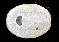 心形海壺藏品圖，第8張