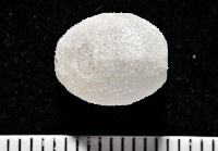 心形海壺藏品圖，第1張
