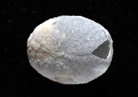 心形海壺藏品圖，第2張