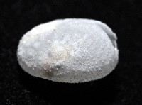 心形海壺藏品圖，第3張