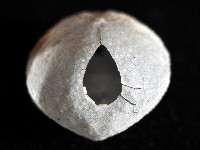 心形海壺藏品圖，第4張