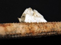 貝雕吻花籠藏品圖，第3張