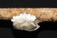 貝雕吻花籠藏品圖，第4張