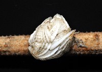 貝雕吻花籠藏品圖，第5張