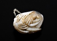 貝雕吻花籠藏品圖，第6張