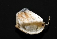 貝雕吻花籠藏品圖，第7張