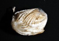貝雕吻花籠藏品圖，第8張