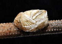 信天翁紐曼花籠藏品圖，第2張