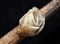 信天翁紐曼花籠藏品圖，第3張