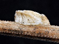 信天翁紐曼花籠藏品圖，第4張