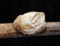 信天翁紐曼花籠藏品圖，第6張