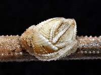 信天翁紐曼花籠藏品圖，第7張