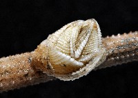 信天翁紐曼花籠藏品圖，第8張