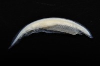 未知種文昌魚藏品圖，第2張