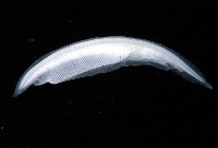 未知種文昌魚藏品圖，第3張