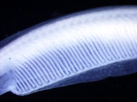 未知種文昌魚藏品圖，第4張