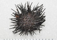 加州紅海膽藏品圖，第1張