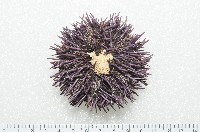 加州紫海膽藏品圖，第3張