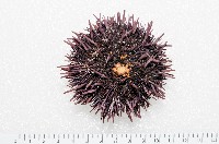 加州紫海膽藏品圖，第1張