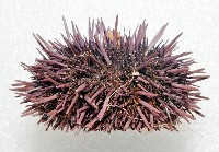 加州紫海膽藏品圖，第2張