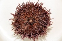加州紫海膽藏品圖，第4張
