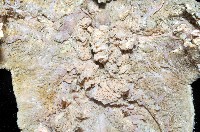 未知種薄膜海星藏品圖，第2張