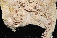 未知種薄膜海星藏品圖，第3張